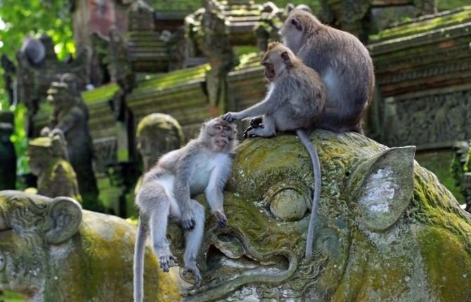 Monkeys at sacred monkey forest on Tanah Lot temple sunset tour Bali
